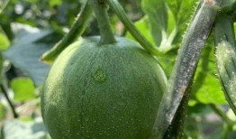 娱乐吃瓜最新瓜,神秘事件引发热议，真相即将揭晓！